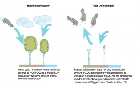 clip-on-before-after-deforestation-525x328